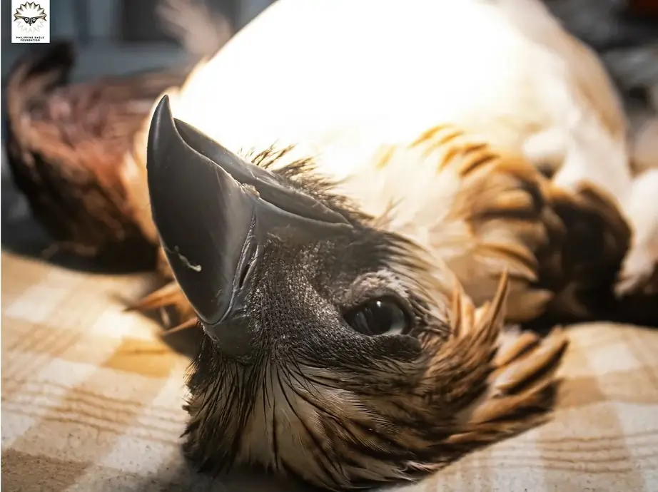 philippine eagle mangayon